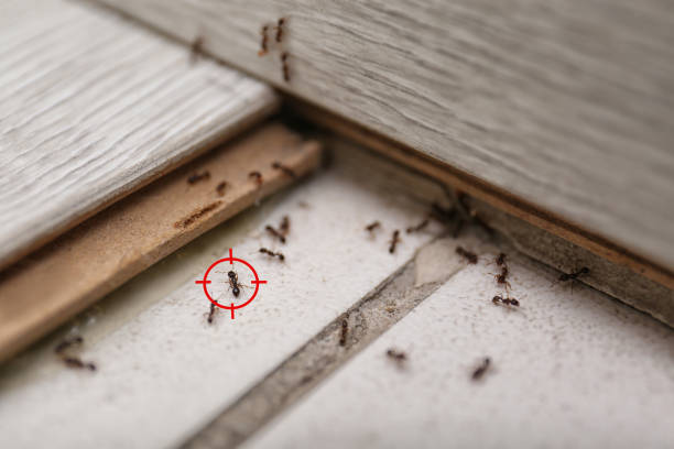  Plymouth, MI Pest Control Pros