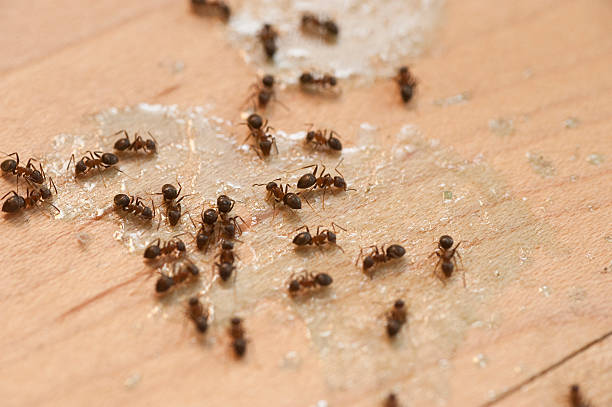 Best Mosquito Control Services  in Plymouth, MI