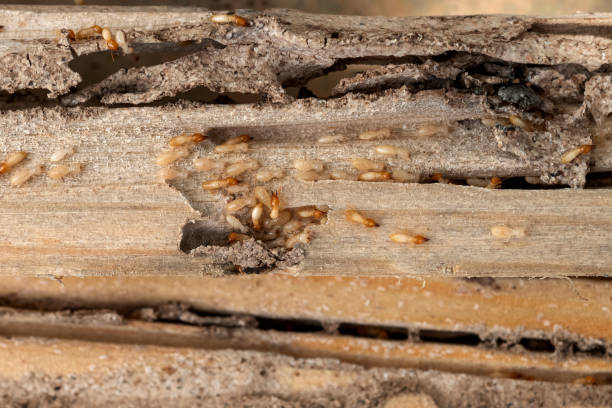 Pest Prevention Services in Plymouth, MI
